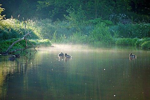 OLD_NETLEY_MILL_SHERE_SURREY_DUCKS_ON_THE_LAKE_AT_DAWN_SUMMER_JUNE