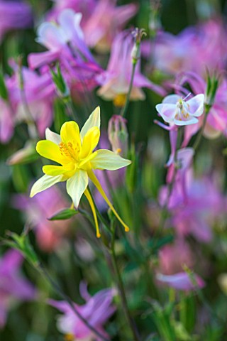 PETTIFERS_GARDEN_OXFORDSHIRE_YELLOW_FLOWER_OF_AQUILEGIA_CHRYSANTHA__PERENNIAL_CLOSE_UP_EARLY_MORNING