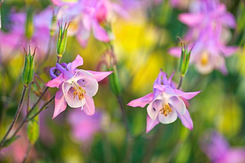 PETTIFERS_GARDEN_OXFORDSHIRE_UNNAMED_PINK_AQUILEGIAS_IN_EARLY_MORNING_LIGHT_FLOWER_CLOSE_UP_SUMMER_J