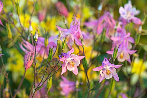 PETTIFERS_GARDEN_OXFORDSHIRE_PINK_AQUILEGIAS_IN_EARLY_MORNING_LIGHT_FLOWER_CLOSE_UP_SUMMER_JUNE_PERE