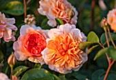 PETTIFERS GARDEN, OXFORDSHIRE: APRICOT FLOWERS OF DAVID AUSTIN ROSE PORT SUNLIGHT - AUSLOFTY. FLOWER, CLOSE UP, SUMMER, JUNE, SCENTED, FRAGRANT