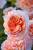PETTIFERS GARDEN, OXFORDSHIRE: APRICOT FLOWERS OF DAVID AUSTIN ROSE PORT SUNLIGHT - AUSLOFTY. FLOWER, CLOSE UP, SUMMER, JUNE, SCENTED, FRAGRANT