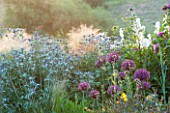 PETTIFERS GARDEN, OXFORDSHIRE: BLUE FLOWERS OF ERYNGIUM BOURGATII PICOS BLUE,  PURPLE ALLIUM FIRMAMENT, IN BORDER - SUMMER, JUNE, PLANT COMBINATION, PLANT ASSOCIATION, BULB