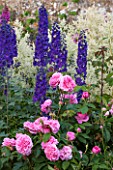 BROUGHTON CASTLE, OXFORDSHIRE: BORDER IN THE WALLED GARDEN WITH DELPHINIUMS AND ROSES  - SUMMER, JUNE, FLOWERS