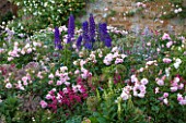 BROUGHTON CASTLE, OXFORDSHIRE: BORDER IN THE WALLED GARDEN WITH ROSES, ALLIUMS AND DELPHINIUMS - SUMMER, JUNE, FLOWERS