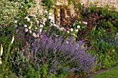 BROUGHTON CASTLE, OXFORDSHIRE: BORDER BESIDE THE WALLED GARDEN WITH ROSES AND NEPETA. FLOWERS, HERBACEOUS, SUMMER, JUNE, FLOWERS
