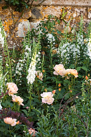 BROUGHTON_CASTLE_OXFORDSHIRE_BORDER_IN_SUMMER_WITH_ROSES_AND_FOXGLOVES__FLOWERS_SUMMER_JUNE_HERBACEO