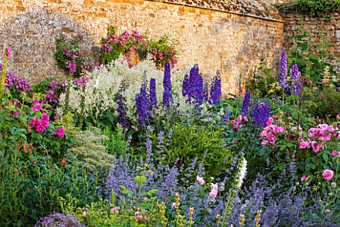 BROUGHTON_CASTLE_OXFORDSHIRE_BORDER_IN_THE_WALLED_GARDEN_WITH_ROSES_DELPHINIUMS_AND_NEPETA_FLOWERS_S