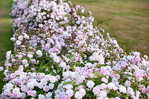 BROUGHTON_CASTLE_OXFORDSHIRE_WALL_BESIDE_THE_LAWN_AND_CASTLE_COVERED_IN_THE_CLIMBING_ROSE_PAULS_HIMA
