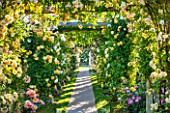 DAVID AUSTIN ROSES, ALBRIGHTON, WEST MIDLANDS: PATH AND CLIMBING ROSES ON PERGOLA IN ROSE GARDEN. JUNE. SCENT, SCENTED, FLOWERS, SUMMER, PROFUSION, FORMAL, WALKWAY