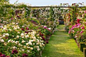 DAVID AUSTIN ROSES, ALBRIGHTON, WEST MIDLANDS: GRASS PATH PAST ROSES IN THE LONG GARDEN WITH PERGOLA. SCENT, SCENTED, BORDER, PROFUSION, FLOWERS, BED, FORMAL, JUNE, SUMMER