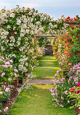 DAVID_AUSTIN_ROSES_ALBRIGHTON_WEST_MIDLANDS_GRASS_PATH_PAST_ROSES_IN_THE_LONG_GARDEN_WITH_PERGOLA_SC