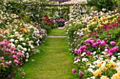 DAVID AUSTIN ROSES, ALBRIGHTON, WEST MIDLANDS: GRASS PATH AND PERGOLA PAST ROSES IN THE LONG GARDEN. SCENT, SCENTED, BORDER, PROFUSION, FLOWERS, BED, FORMAL, JUNE, SUMMER