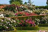 DAVID AUSTIN ROSES, ALBRIGHTON, WEST MIDLANDS: ROSES IN THE RENAISSANCE GARDEN WITH BOX HEDGING AND WALL. SCENT, SCENTED, BORDER, PROFUSION, FLOWERS, BED, FORMAL, JUNE, SUMMER