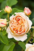 DAVID AUSTIN ROSES, ALBRIGHTON, WEST MIDLANDS: CLOSE UP OF APRICOT YELLOW FLOWER OF DAVID AUSTIN ROSE - ROSA JUDE THE OBSCURE - AUSJO - SCENT, SCENTED, FRAGRANT, JUNE, SUMMER,