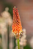 RHS GARDEN WISLEY, SURREY: ORANGE FLOWER OF RED HOT POKER - KNIPHOFIA ALCAZAR  - SUMMER, JULY. FLOWER, PLANT PORTRAIT, SPIRES, TALL