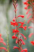 RHS GARDEN WISLEY, SURREY: RED FLOWER OF WATSONIA BEST RED - FLOWER, JULY, PERENNIAL, CLOSE UP, PLANT PORTRAIT