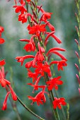 RHS GARDEN WISLEY, SURREY: RED FLOWER OF WATSONIA BEST RED - FLOWER, JULY, PERENNIAL, CLOSE UP, PLANT PORTRAIT