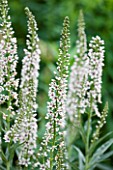 RHS GARDEN WISLEY, SURREY: WHITE FLOWER OF LYSIMACHIA EPHEMERUM -  JULY, PERENNIAL, CLOSE UP, PLANT PORTRAIT, LOOSESTRIFE, SPIRE