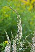 RHS GARDEN WISLEY, SURREY: WHITE FLOWER OF LYSIMACHIA EPHEMERUM -  JULY, PERENNIAL, CLOSE UP, PLANT PORTRAIT, LOOSESTRIFE, SPIRE