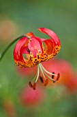 RHS GARDEN WISLEY, SURREY: CLOSE UP PLANT PORTRAIT OF RED / ORANGE FLOWER OF LILIUM PARDALINUM - FLOWERING, BULB, SPECKLED