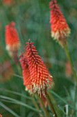 RHS GARDEN WISLEY, SURREY: CLOSE UP PLANT PORTRAIT OF ORANGE FLOWER OF KNIPHOFIA FIERY FRED - RED HOT POKER, PERENNIAL
