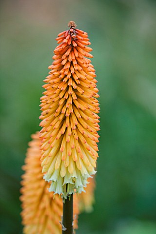 RHS_GARDEN_WISLEY_SURREY_CLOSE_UP_PLANT_PORTRAIT_OF_ORANGE_FLOWER_OF_KNIPHOFIA_TAWNY_KING__RED_HOT_P