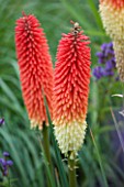 RHS GARDEN WISLEY, SURREY: CLOSE UP PLANT PORTRAIT OF RED FLOWER OF KNIPHOFIA RED ADMIRAL - RED HOT POKER, PERENNIAL, HERBACEOUS, SPIKE
