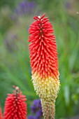 RHS GARDEN WISLEY, SURREY: CLOSE UP PLANT PORTRAIT OF RED FLOWER OF KNIPHOFIA RED ADMIRAL - RED HOT POKER, PERENNIAL, HERBACEOUS, SPIKE
