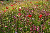 PRIVATE GARDEN, GLOUCESTERSHIRE - DESIGNER ANGEL COLLINS. MEADOW ON ROOF - POPPIES, NATURAL, MEADOWS, WILDFLOWERS, WILDFLOWER