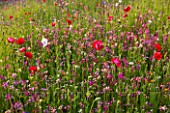 PRIVATE GARDEN, GLOUCESTERSHIRE - DESIGNER ANGEL COLLINS. MEADOW ON ROOF - POPPIES, NATURAL, MEADOWS, WILDFLOWERS, WILDFLOWER