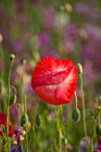 PRIVATE GARDEN, GLOUCESTERSHIRE - DESIGNER ANGEL COLLINS. CLOSE UP OF POPPY - PAPAVER RHOEAS - ANNUAL, SINGLE, FLOWER, RED, POPPIES, SUMMER, JULY, MEADOW