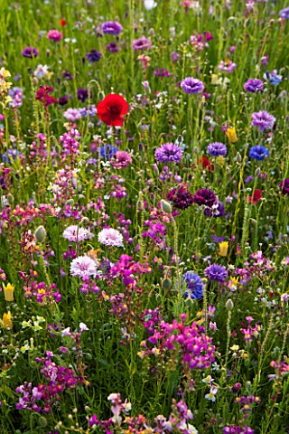 PRIVATE_GARDEN_GLOUCESTERSHIRE__DESIGNER_ANGEL_COLLINS_MEADOW_OF_ANNULAS__RED_POPPIES_AND_CORNFLOWER