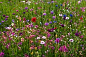 PRIVATE GARDEN, GLOUCESTERSHIRE - DESIGNER ANGEL COLLINS. MEADOW OF ANNULAS - RED POPPIES AND CORNFLOWERS - CENTAUREA CYANUS, ANNUAL, SUMMER, JULY, MEADOW