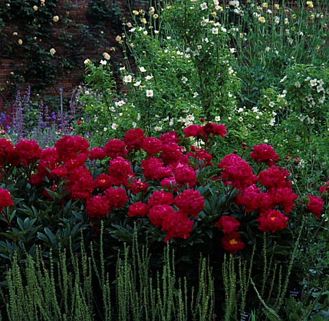 PAEONIA_OFFICINALIS_RUBRA_AND_PHILADELPHUS_BELLE_ETOILE_AND_STEMS_OF_VERONICA_GENTIANOIDES_MOTTISFON