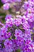 CLOSE UP OF PHLOX NEON FLAME - CNP13 NEON FLAME JPG