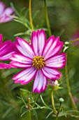 CLOSE UP OF PINK AND WHITE  FLOWER OF HALF HARDY ANNUAL COSMOS BIPINNATUS COSIMO RED WHITE - PLANT PORTRAIT, JULY, SUMMER