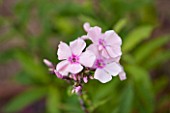CLOSE UP OF FLOWERS OF PINK PHLOX PANICULATA ROSA PASTELL - CN-P20 - .ROSA PASTELL . JPG