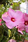 JONATHAN BAILLIE GARDEN, ALAIOR, MENORCA: CLOSE UP OF PINK FLOWERS OF HIBISCUS GRANDIFLORUS