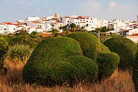 JONATHAN_BAILLIE_GARDEN_ALAIOR_MENORCA_CLIPPED_TOPIARY_OLIVE_TREES_WITH_VIEW_OF_THE_TOWN_OF_ALAIOR_M
