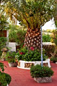 JONATHAN BAILLIE GARDEN, ALAIOR, MENORCA: RAISED BED ON PATIO WITH PALM TREE- RED FLOOR - TREE PAINTED WITH BLUE AND WHITE STRIPES
