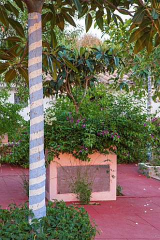 JONATHAN_BAILLIE_GARDEN_ALAIOR_MENORCA_PATIO_WITH_RED_FLOOR_RAISED_BED_WITH_TREE_PAINTED_IN_BLUE_AND