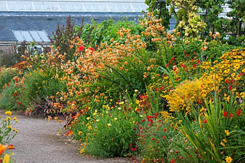 WEST_DEAN_GARDENS_WEST_SUSSEX_LATE_SUMMER_BORDERS_IN_THE_WALLED_VEGETABLE_GARDEN__ORANGE_THEMED_BORD