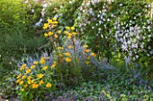 WEST DEAN GARDENS, WEST SUSSEX: HERBACEOUS BORDER IN BLUE AND YELLOW - PLANT ASSOCIATION / COMBINATION WITH PEROVSKIA, RUDBECKIA AND LILLIES