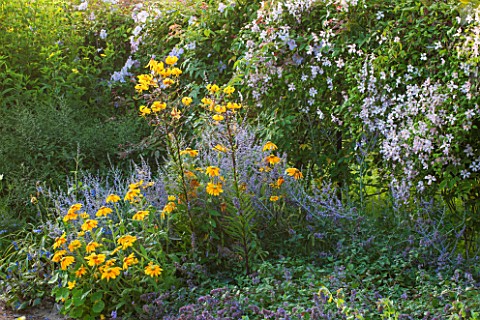 WEST_DEAN_GARDENS_WEST_SUSSEX_HERBACEOUS_BORDER_IN_BLUE_AND_YELLOW__PLANT_ASSOCIATION__COMBINATION_W