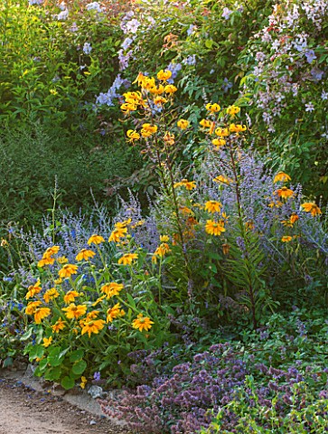 WEST_DEAN_GARDENS_WEST_SUSSEX_HERBACEOUS_BORDER_IN_BLUE_AND_YELLOW__PLANT_ASSOCIATION__COMBINATION_W