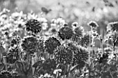 WEST DEAN GARDENS, WEST SUSSEX: BLACK AND WHITE IMAGE OF DAHLIAS IN THE CUTTING GARDEN - AUGUST, FLOWERS, BLOOM, COLOURFUL, MORNING LIGHT, WALLED GARDEN, WALL
