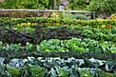 WEST DEAN GARDENS, WEST SUSSEX: CABBAGES GROWING IN THE WALLED KITCHEN GARDEN / POTAGER. AUGUST, EDIBLE, VEGETABLES, LOW BOX EDGED BEDS