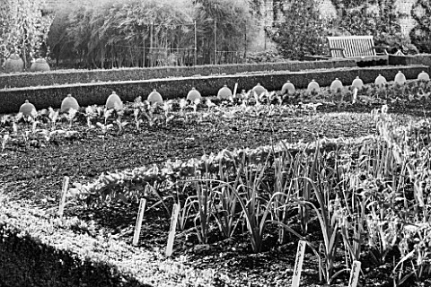 WEST_DEAN_GARDENS_WEST_SUSSEX_BLACK_AND_WHITE_IMAGE_OF_LEEK_PORBELLA_AND_BEETROOT_WODAN_F1_GROWING_I