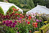 WEST DEAN GARDENS, WEST SUSSEX: DAHLIAS IN THE CUTTING GARDEN WITH GREENHOUSES / GLASSHOUSES BEHIND. AUGUST, WALLED GARDEN, CUT FLOWERS, BLOOMS, FLOWERING